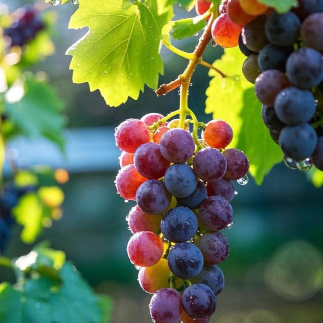 果果🍇爱分享