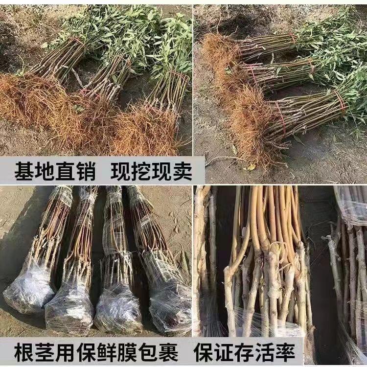 喜莱佳亿凡果树苗木专卖店