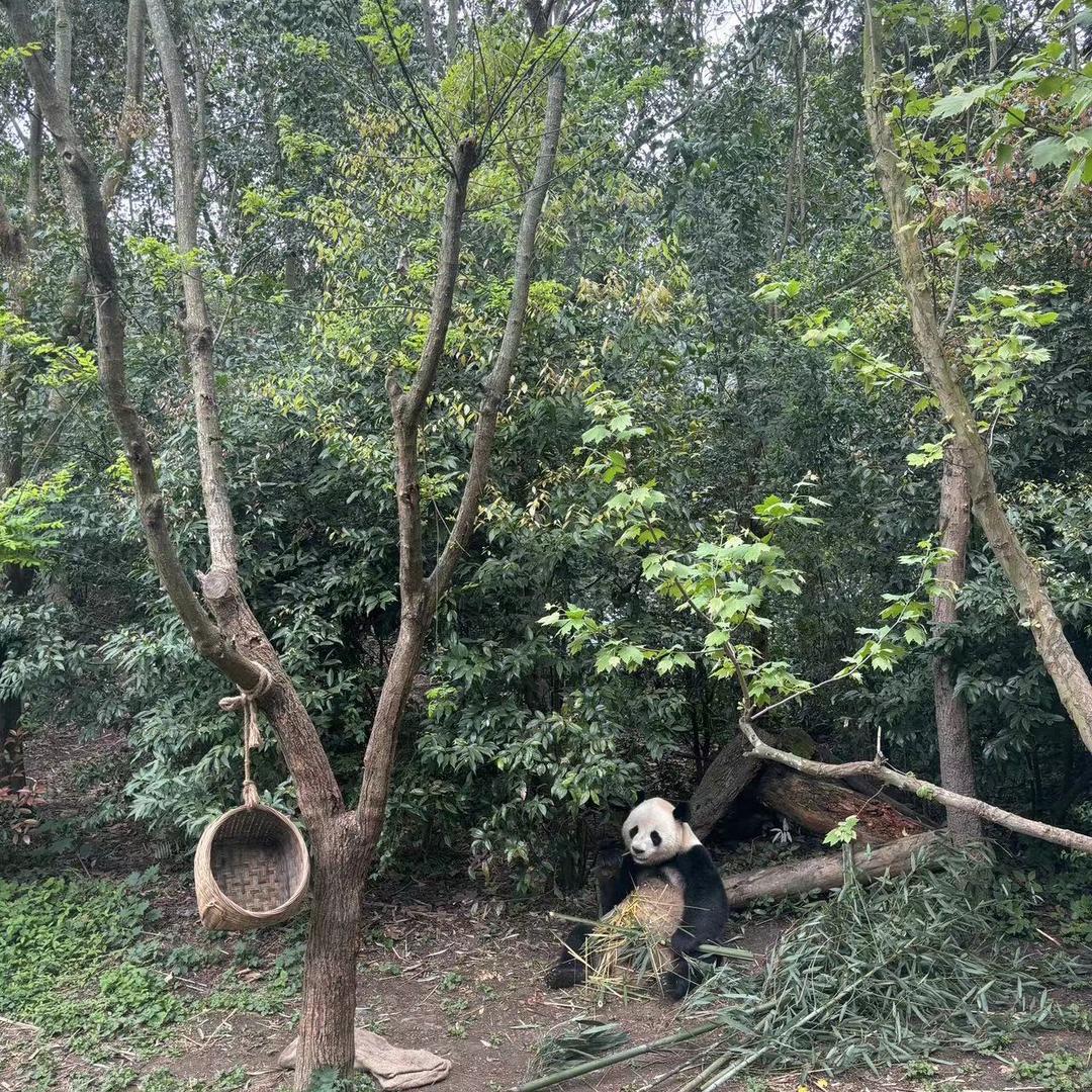 我是八零后三个宝贝的妈妈