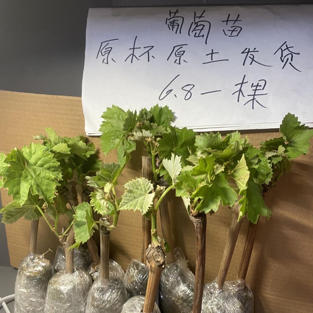 花无情曼航花卉专卖店