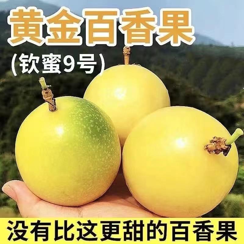 春公子森俦果树苗木专卖店