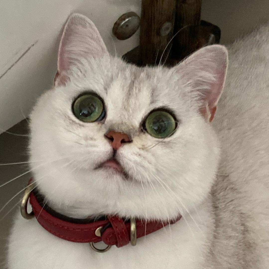 🌈美羊羊🐏🐏🐏🐏