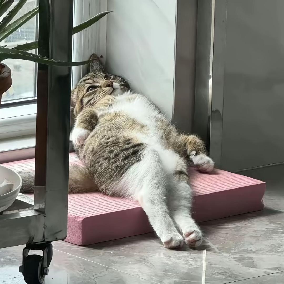 丹丹•⩊• ྀིྀིྀིྀིྀི☘︎