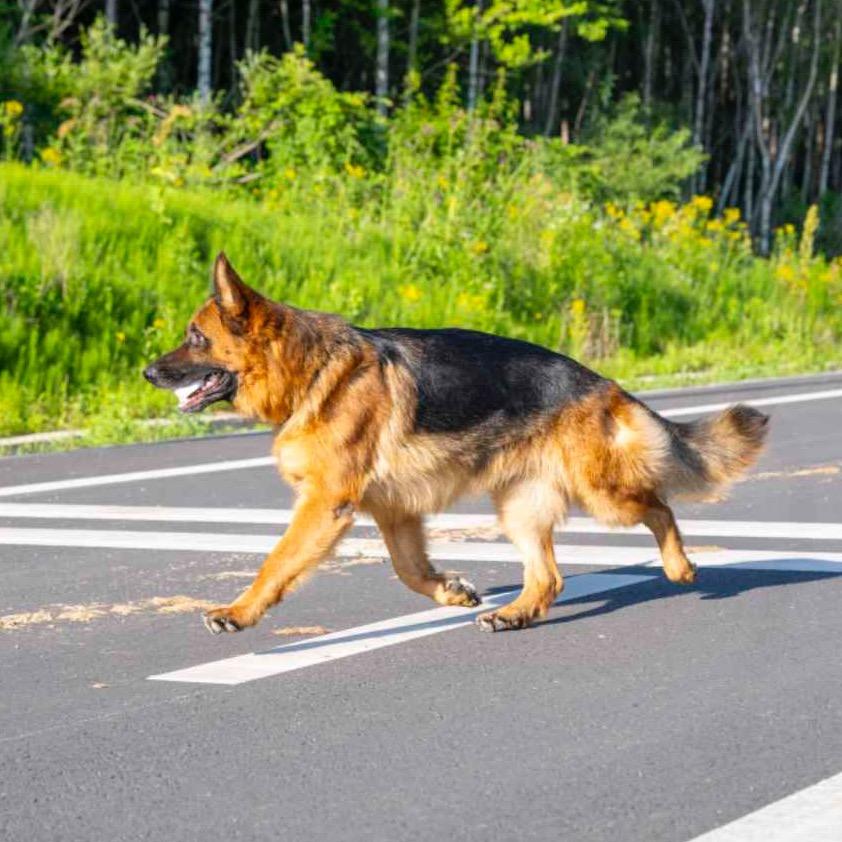 小张与德牧(货到付米)