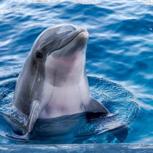 守护海豚🐬