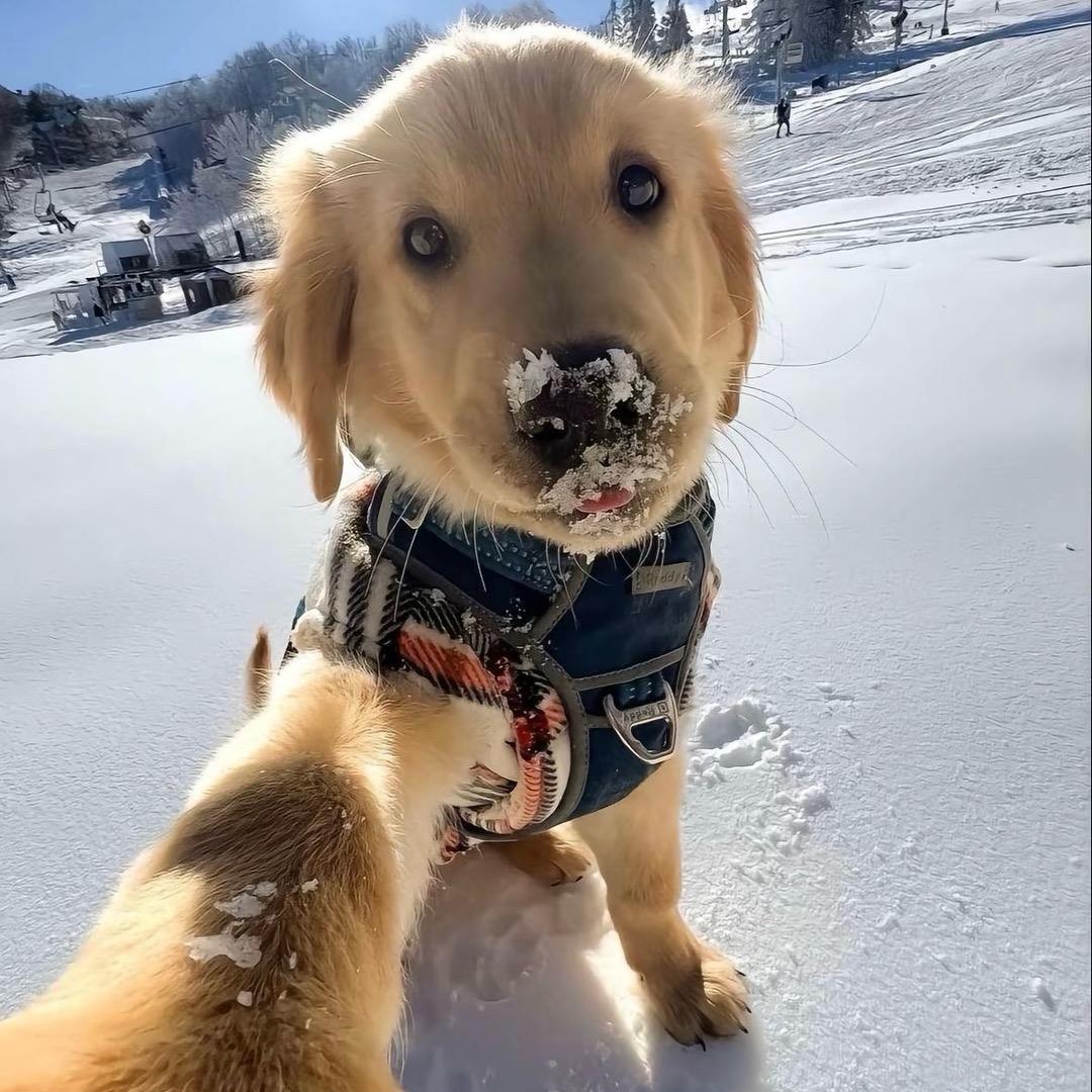 小狗🐶