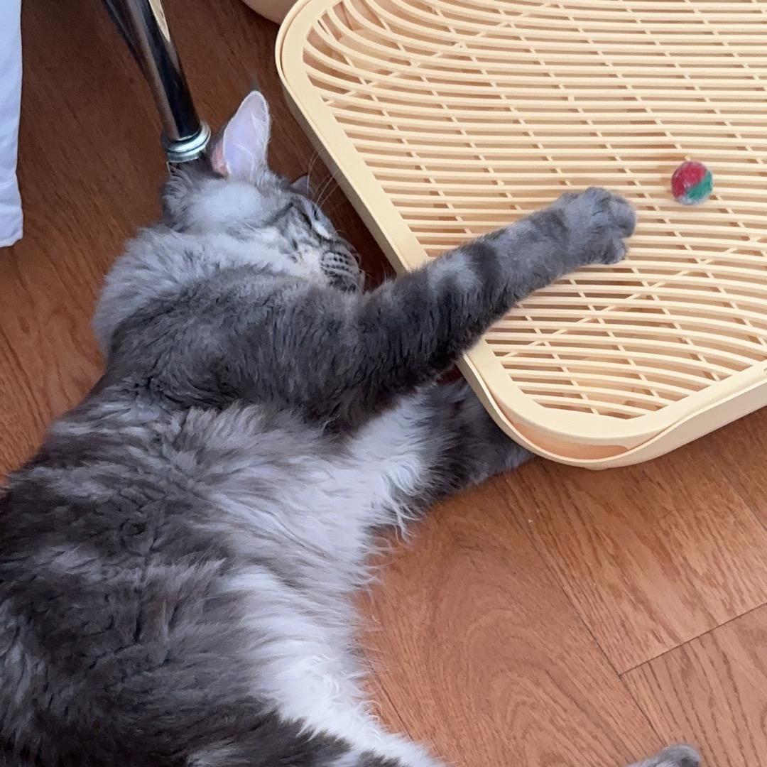 郭蓓蓓（为什么不能用这个名字版）