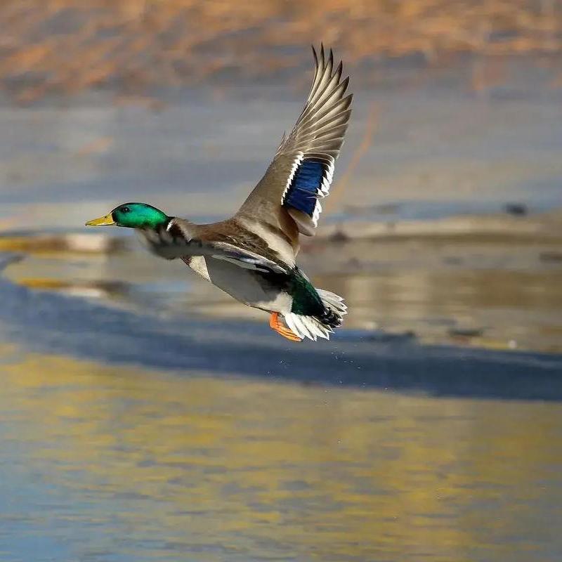 启航珍禽养殖基地