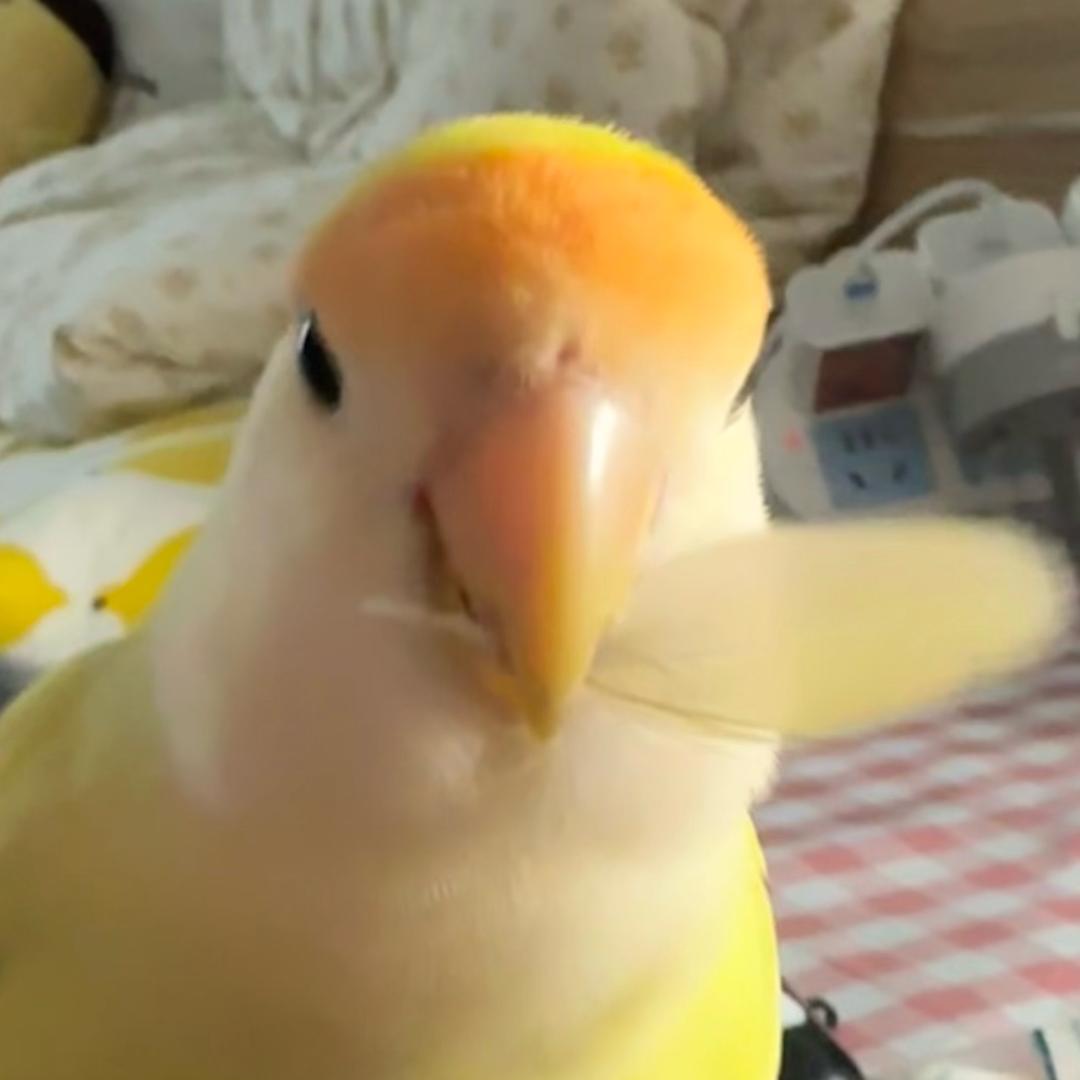 芝士鲨鱼