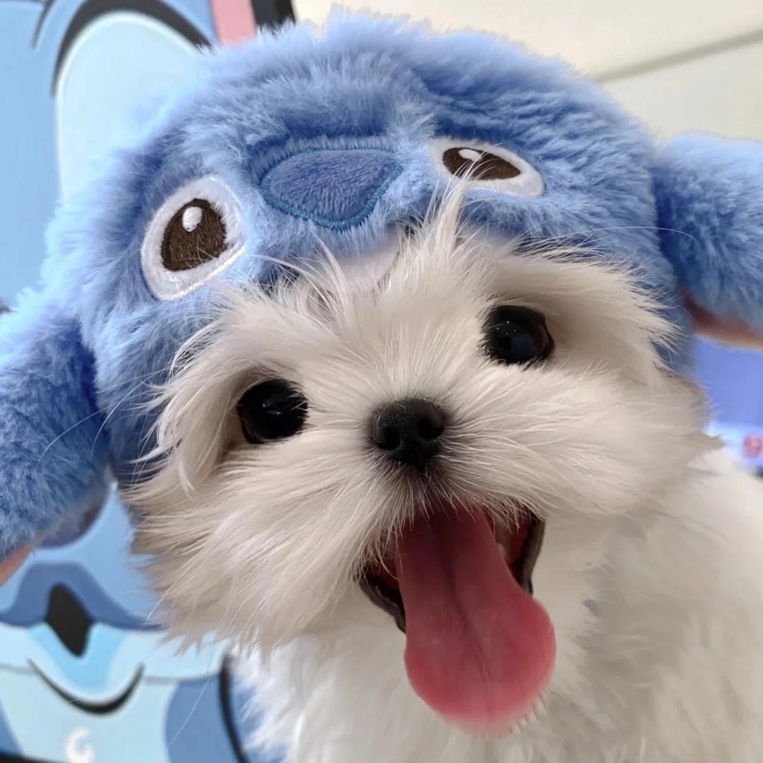 带你去抓怪兽👹🎃