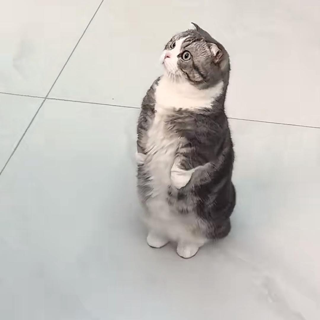 猫猫爱小鱼干吖