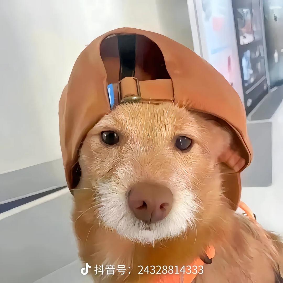我爱喝可楽