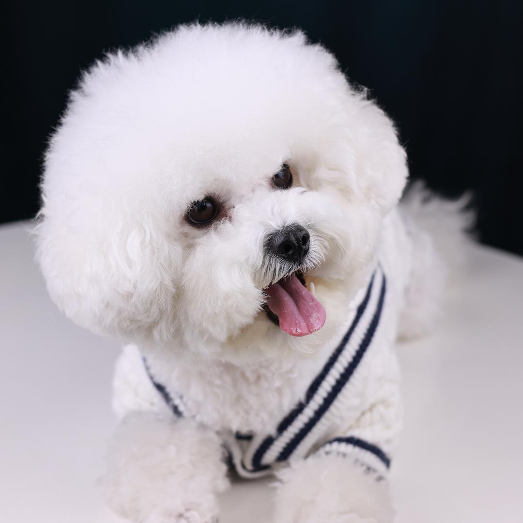 橙子是个铲屎官