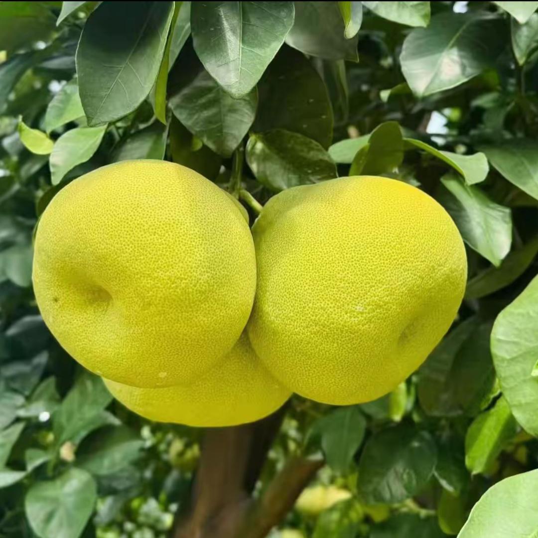 度尾红心文旦柚