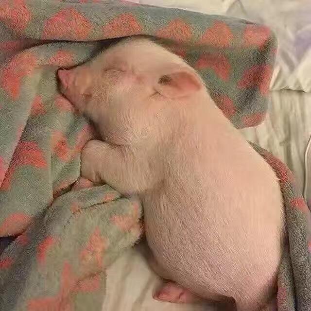 玲珑
