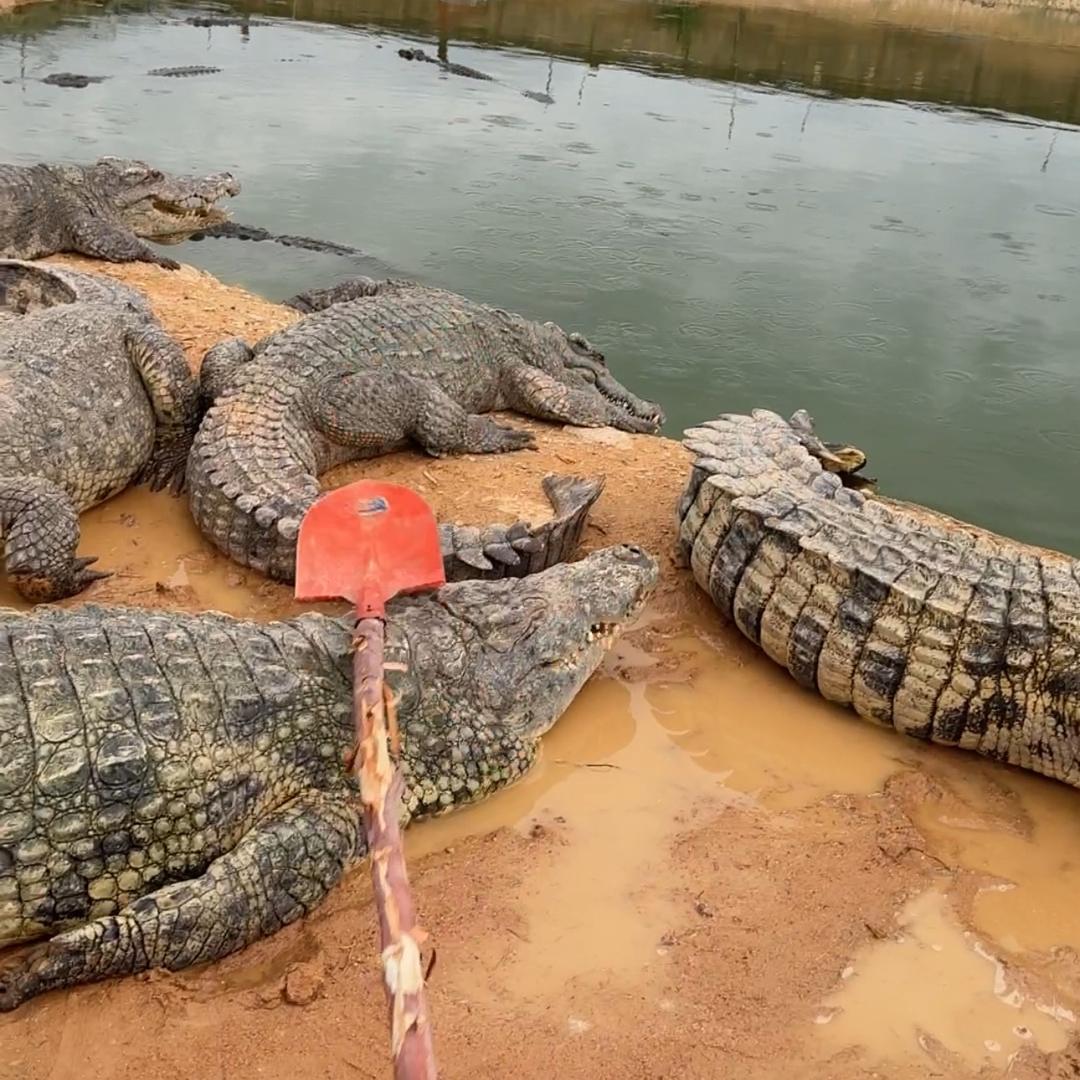 养鳄鱼的小玮🐊