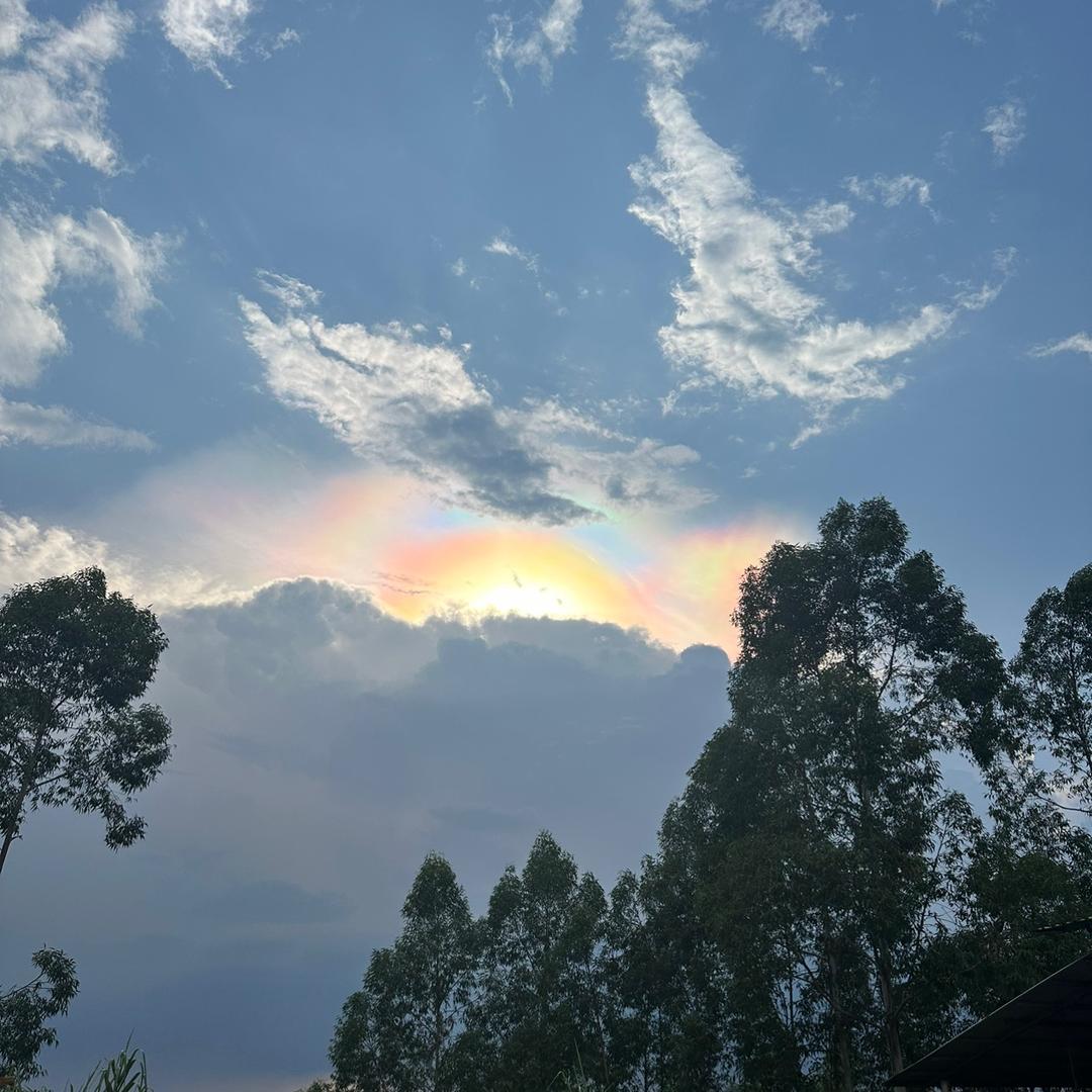 泰桉木业(金秀县桐木镇）