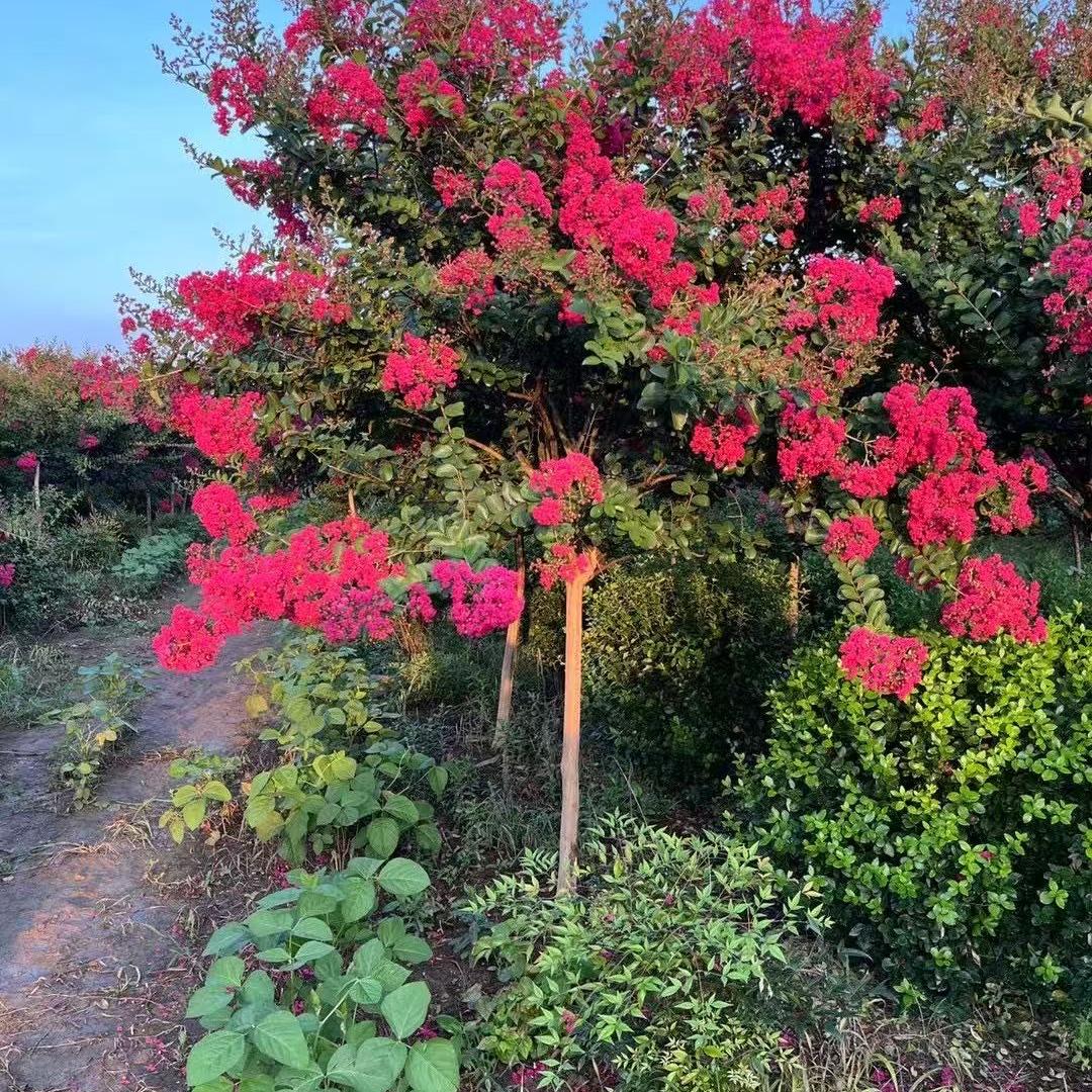 筠钗安果树苗木专卖店
