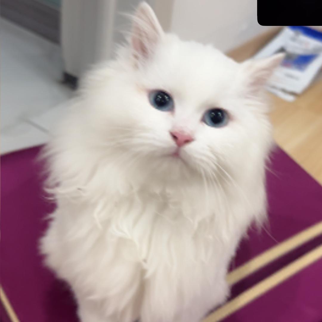 拟蝶儿