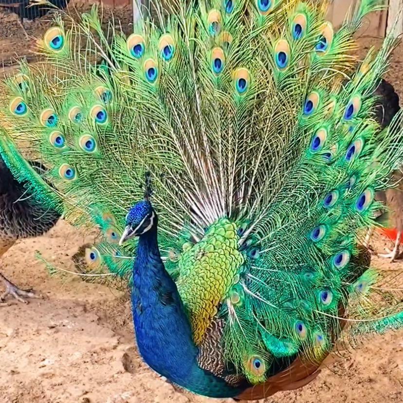 孔雀 🦚 珍禽萌宠养殖