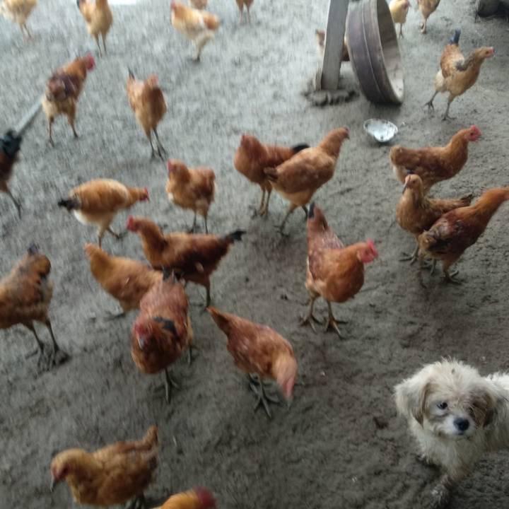 稻田散养走地鸡