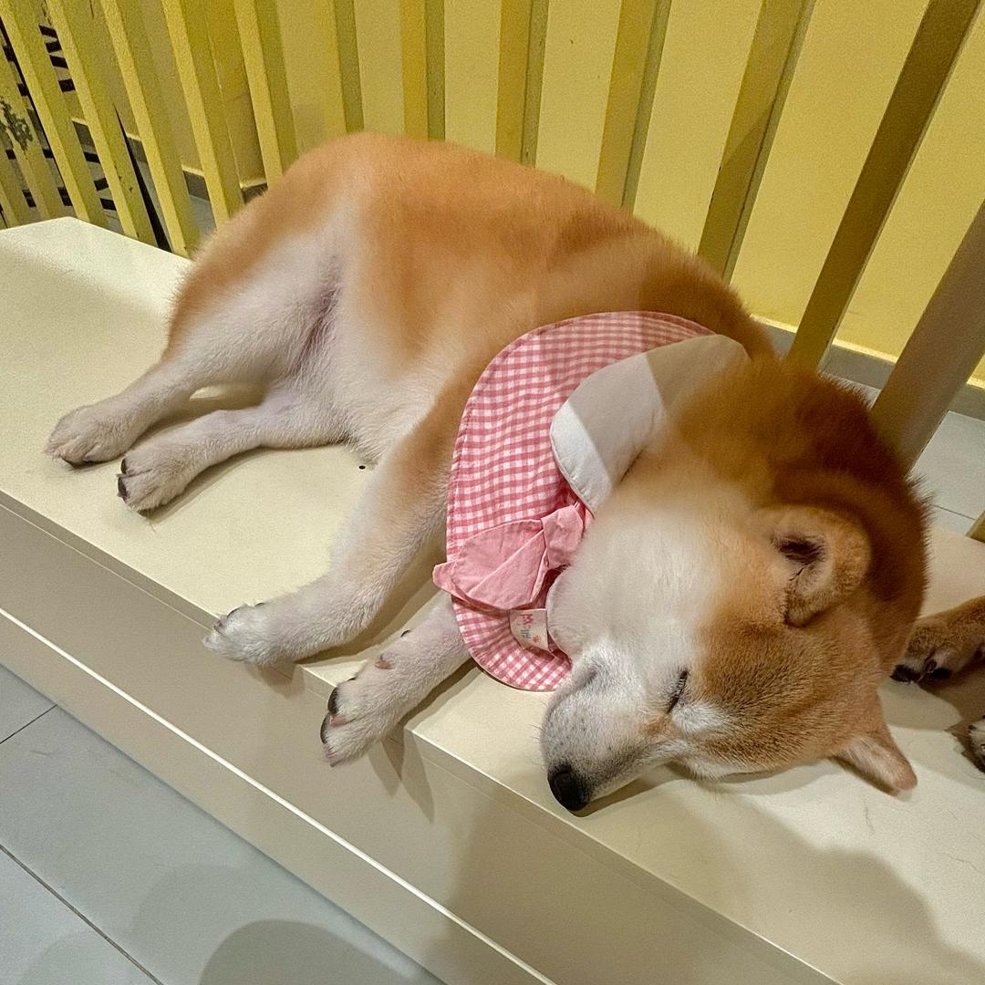 小娴菜^