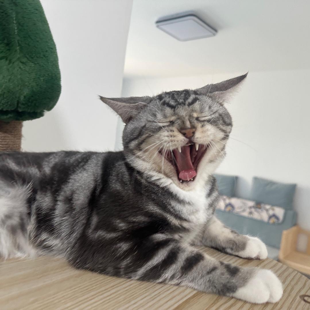 小小隻
