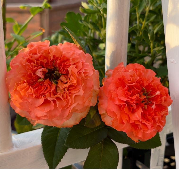 花屿花荨·Flower