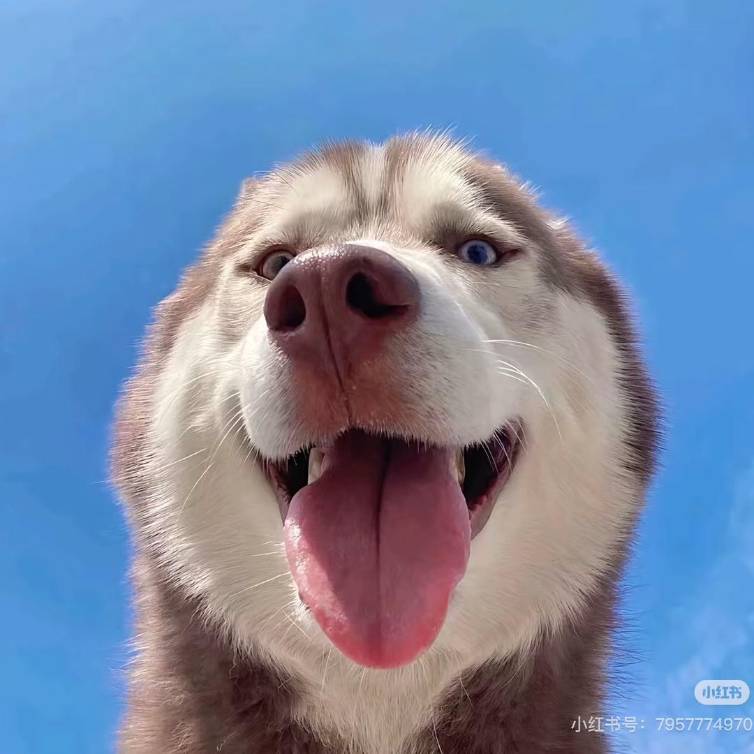 杭漂漂不动的🐶