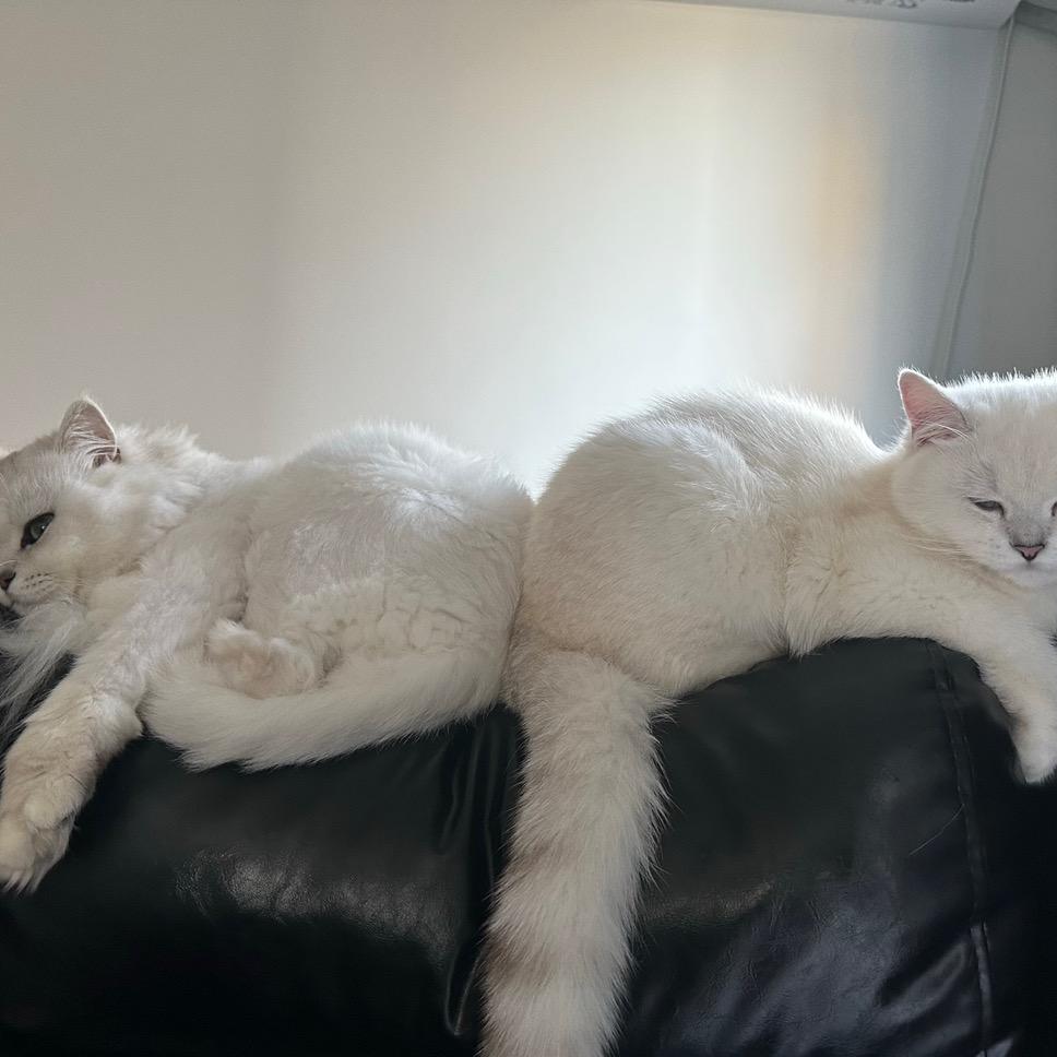 王者风华全能带粉