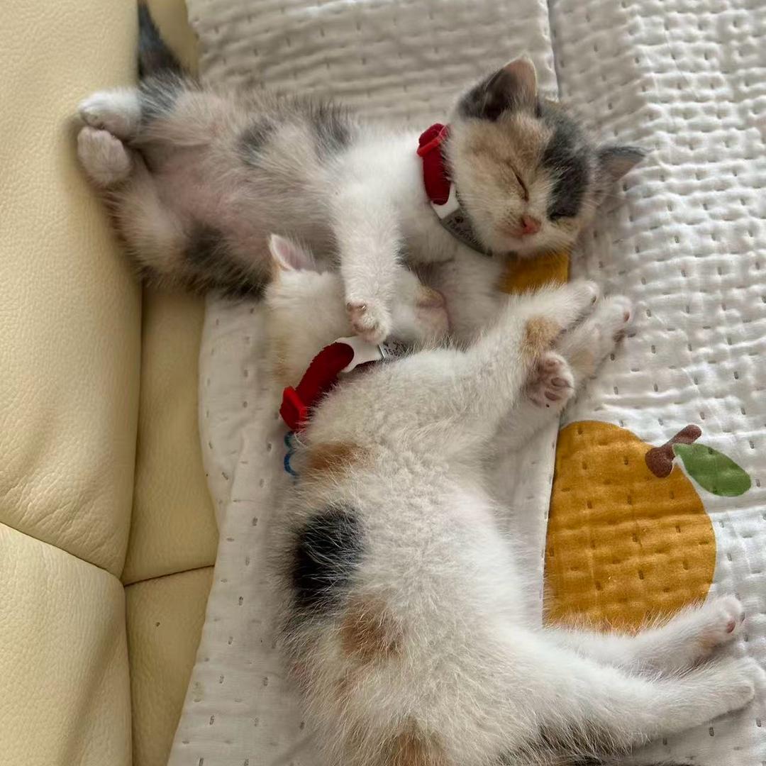 🐾大吉大利🐾