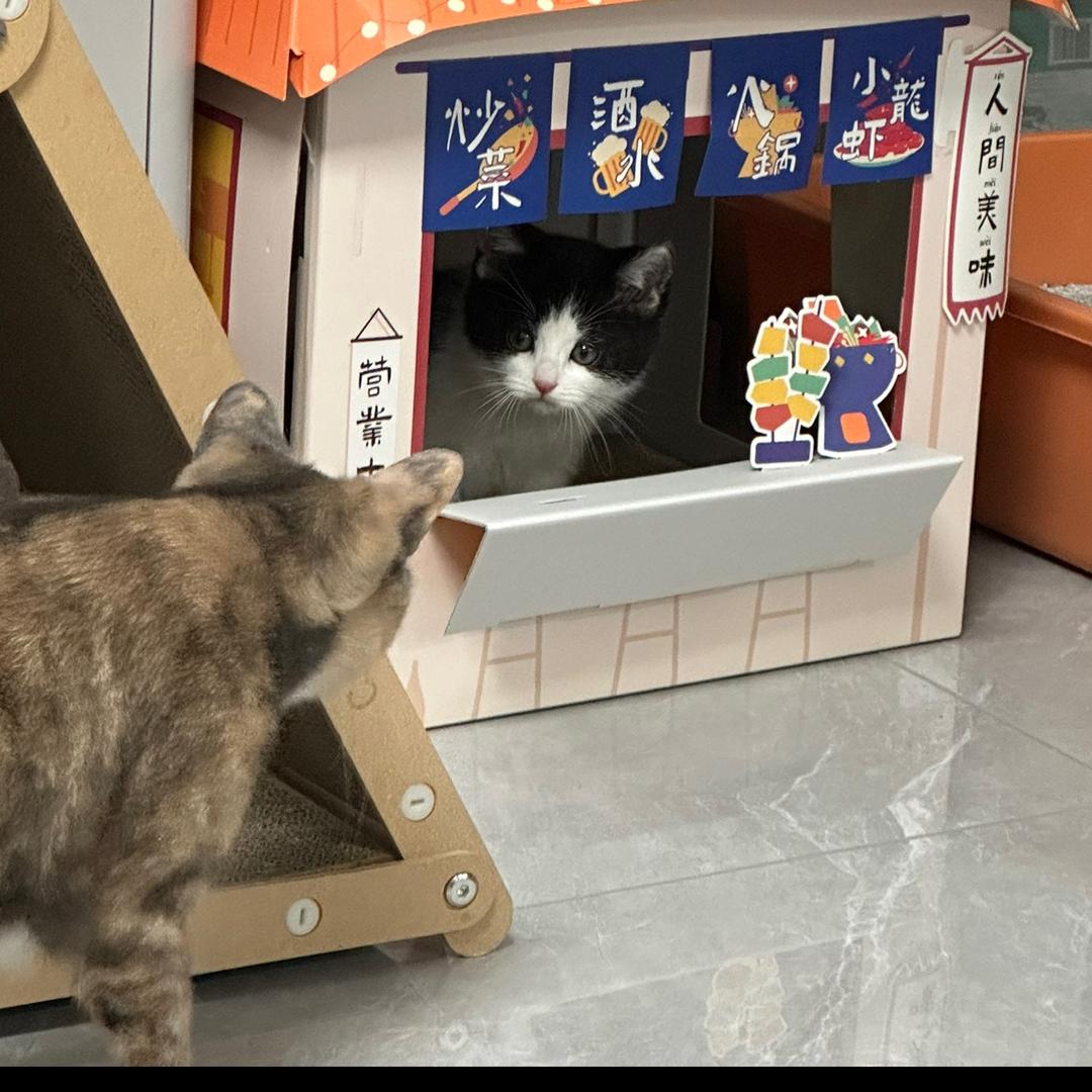 幸福的咩球组合