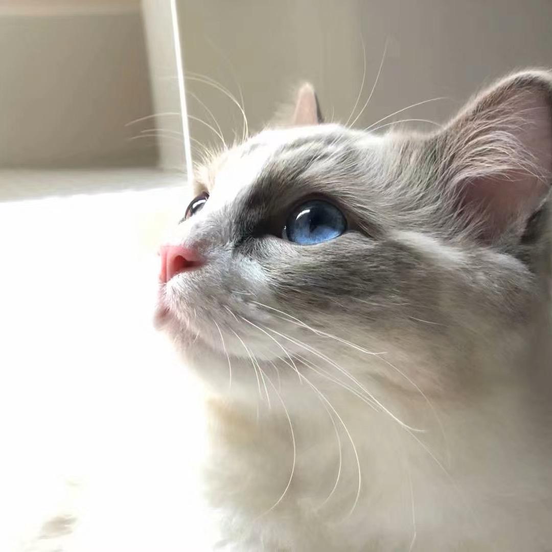 八秋
