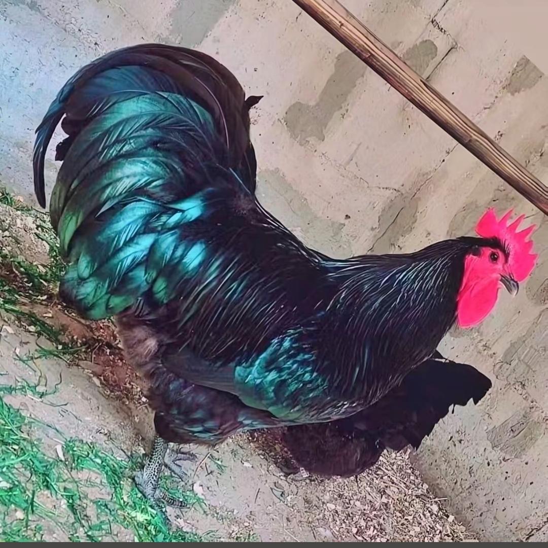 土鸡窝 YARLEK KATAK