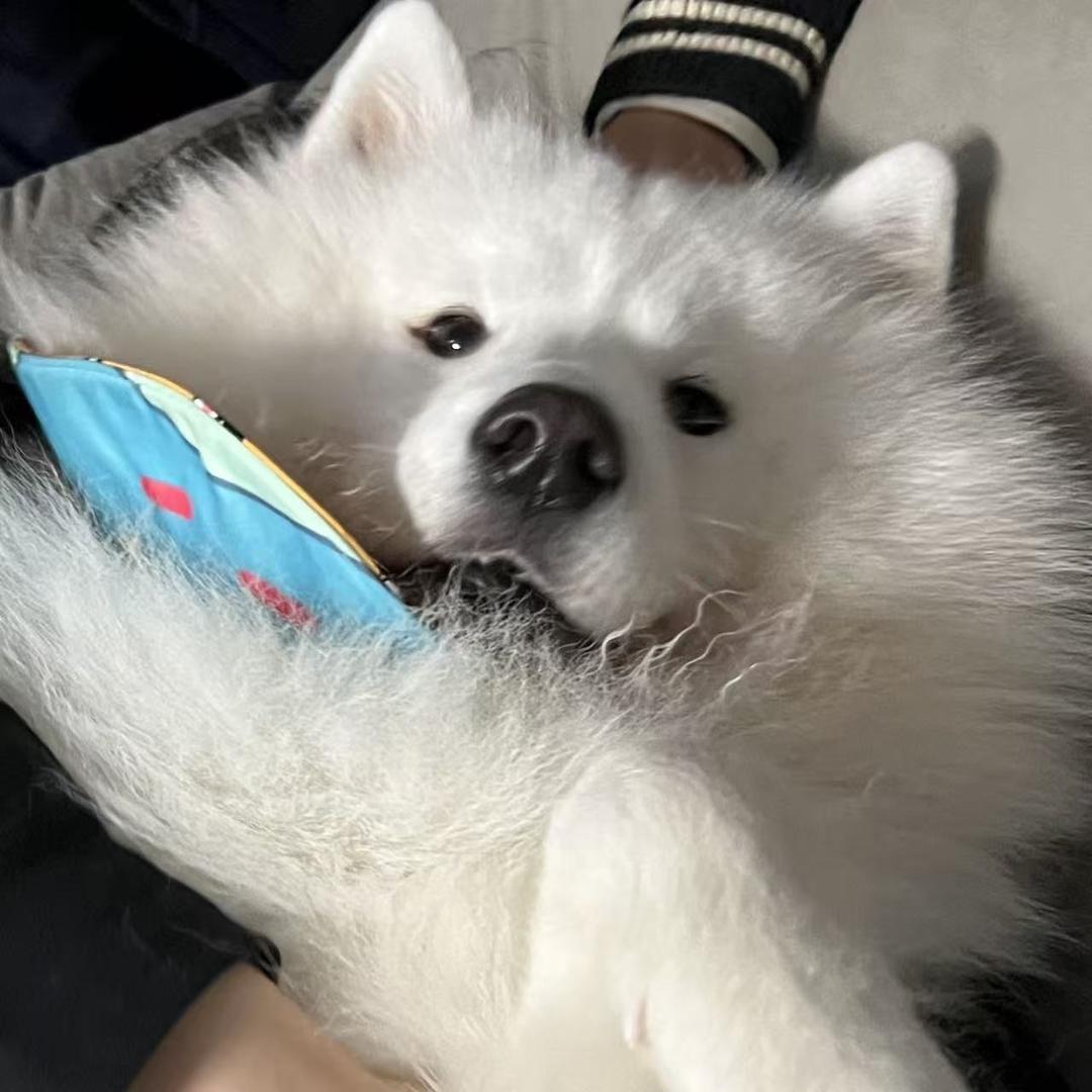 老狗了