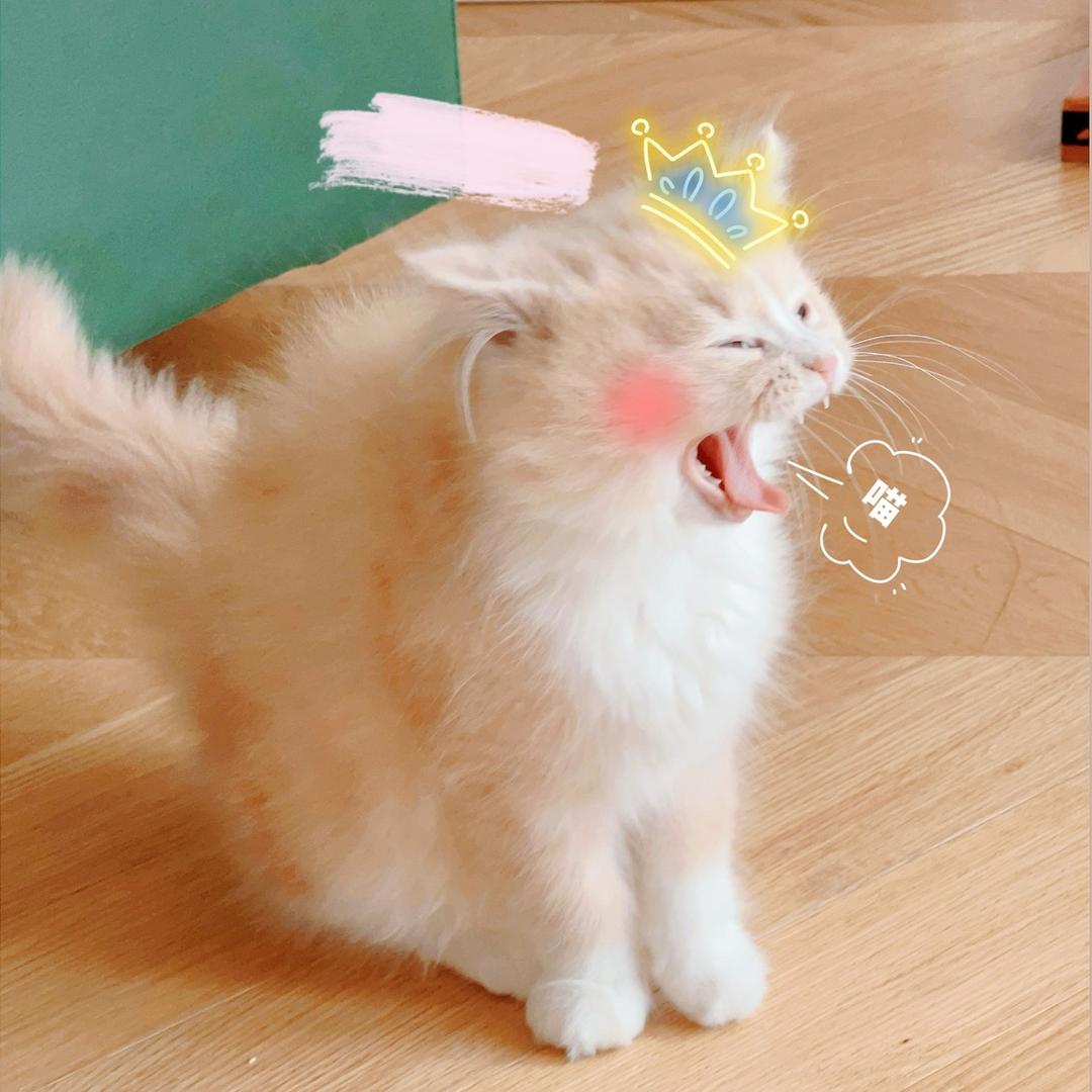 桥十二