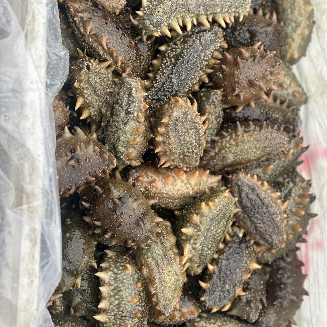 乾参堂海参
