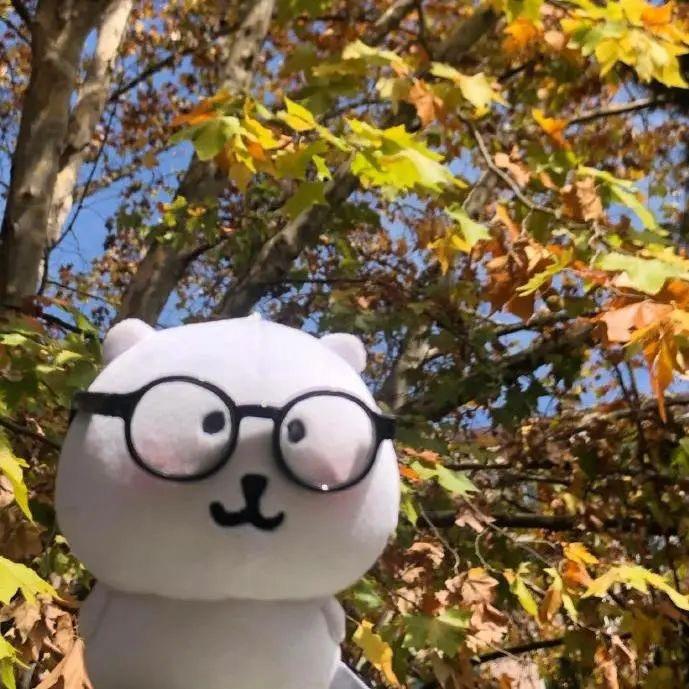 喵喵大王爱吃鱼