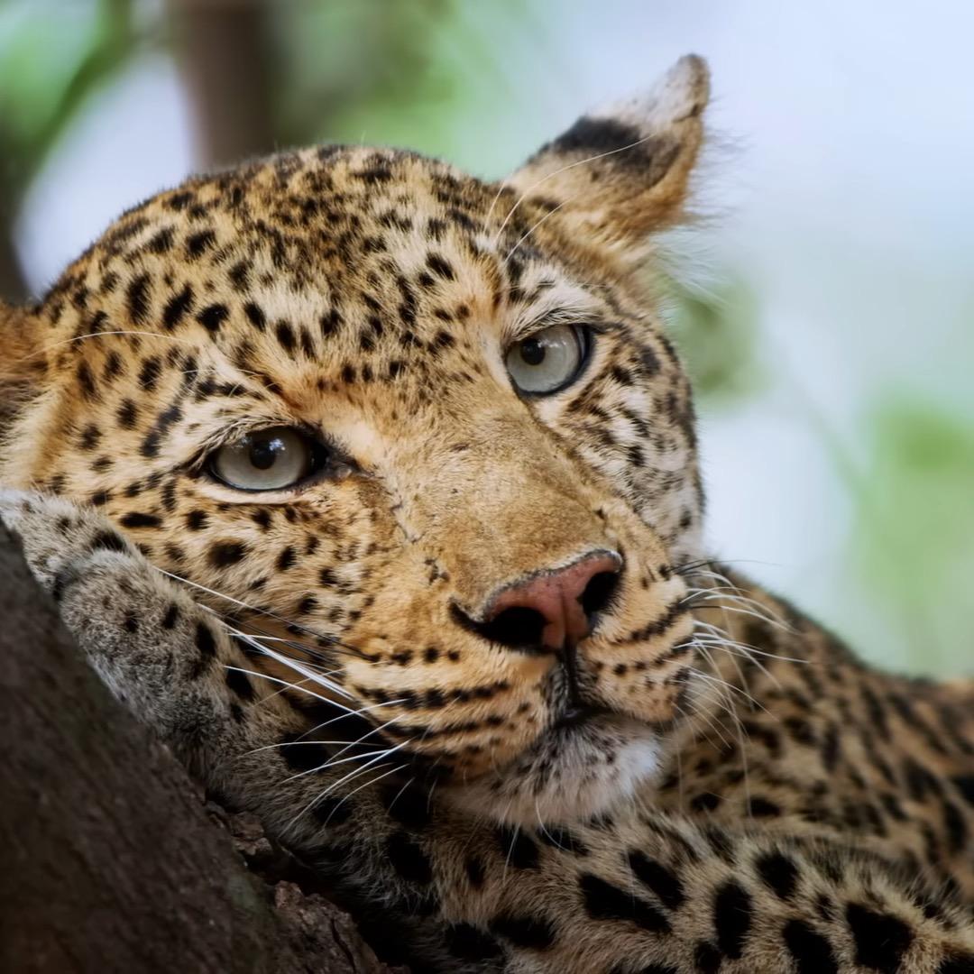 不二的动物世界