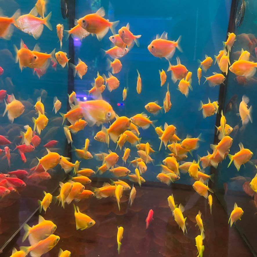 奇思妙想白日梦想家