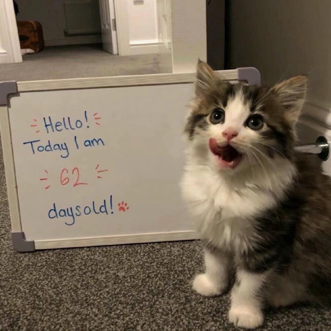 喵了个咪o᳐.O᳐੭ﾞ