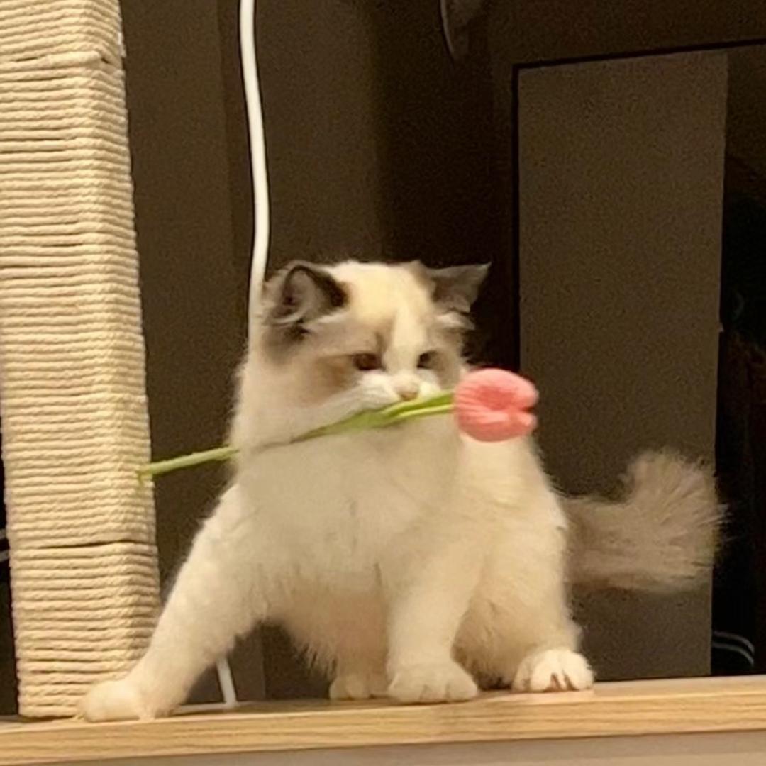 猫猫大王