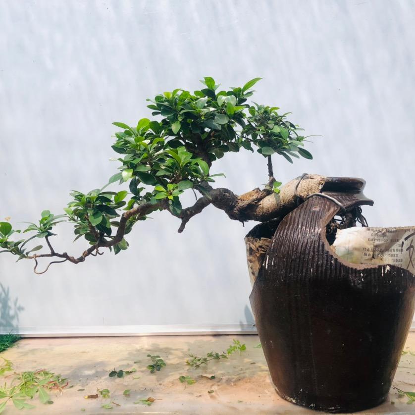 盆安天下