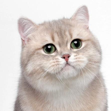 普系风向标肥猫