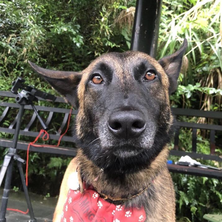 逐梦西藏(原浆菜油)@抖音