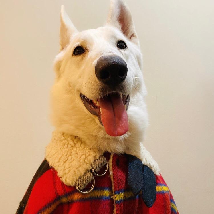 诚实可靠小郎君