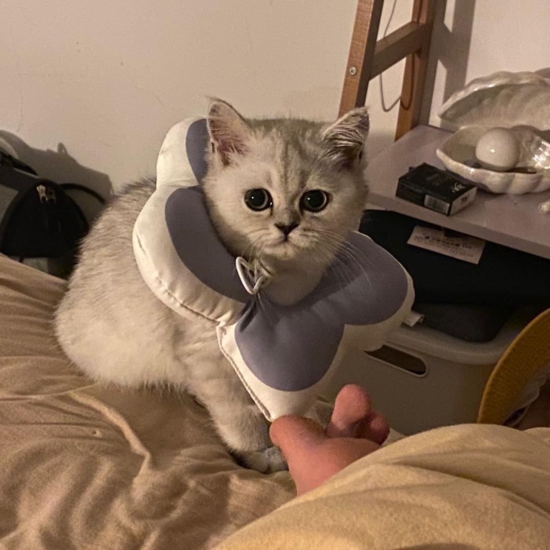 毛豆是只猫🐱