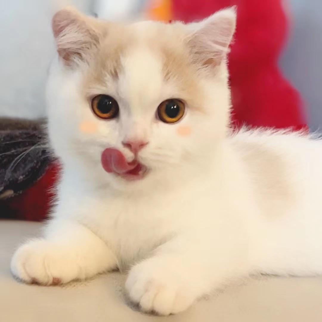 矮脚菠萝包@抖音