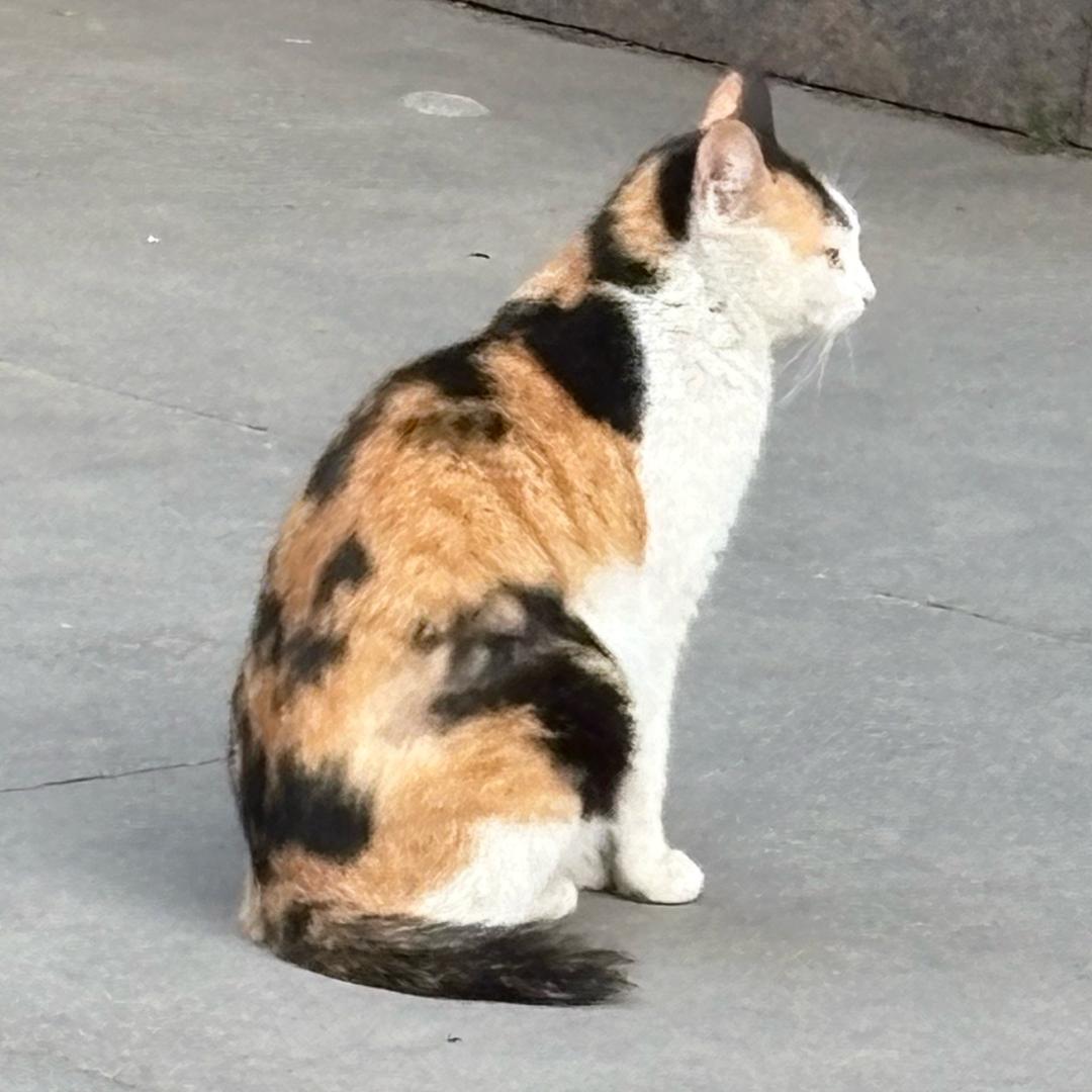 ᶘ ᵒᴥᵒᶅᶘ ᵒᴥᵒᶅ