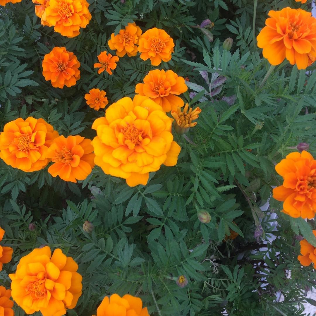 三姐